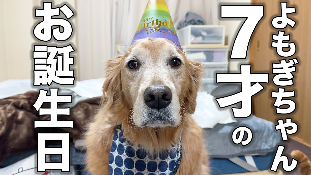 愛犬よもぎの誕生日を全力でお祝いしてみた！