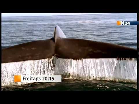 Unser Blauer Planet BBC exklusiv auf N24