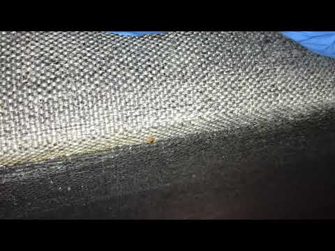 What's Lurking Below? Bed Bugs in Trenton, NJ