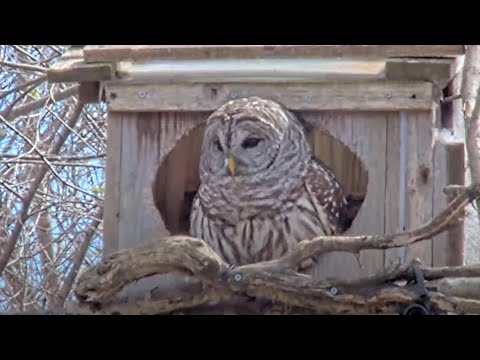 Female Barred Owl Takes A Midday Break From The Nest Box – April 16, 2025