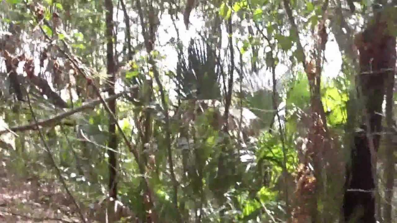 Skunk Ape [Real Life Monster Sighting] • The Truth Behind