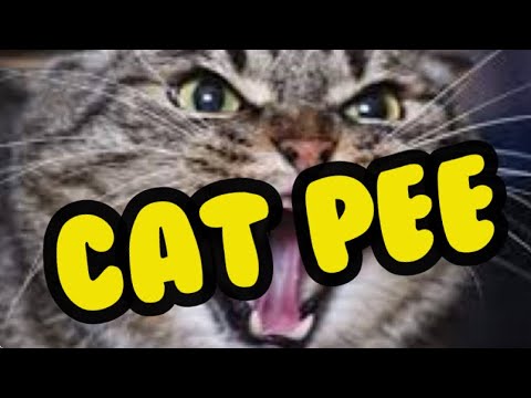 How to eliminate CAT PEE - URINE - and all funky smells!!!
