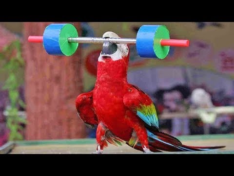 Tour d'oiseau mignon - vidéos drôles de perroquets et d'oiseaux - perroquets drôles