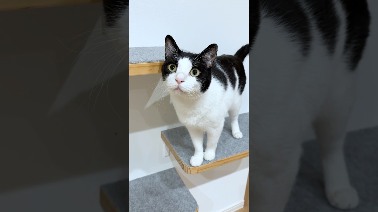 はらぺこおしゃべり猫たち #猫 #cat #かわいい