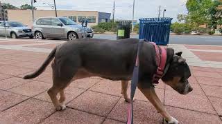 Storm, enjoying Georgia Ave in Downtown Wheaton, Maryland.  Part 1