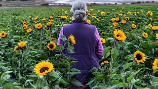 Sunphlowers (2025) - Official Trailer