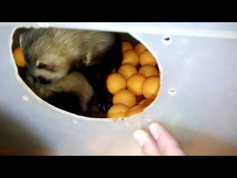 💖Утром хорькам не спится!)🌄Новая поилка для хорьков👀