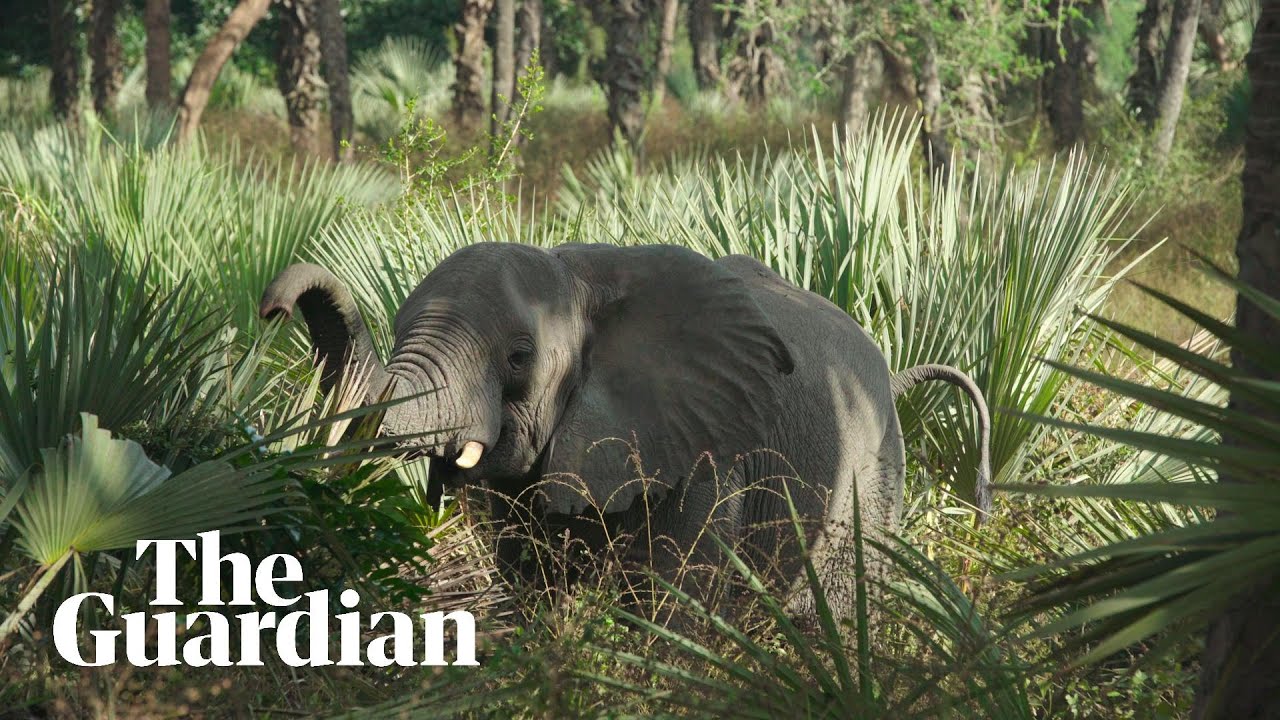 Healing the scars of war: the women rebuilding Mozambique's national park