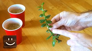 Propagating jade plants using branches, stems, and leaves