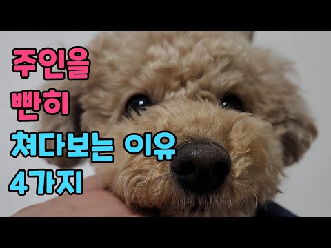 강아지가 주인을 빤히 쳐다보는 이유?