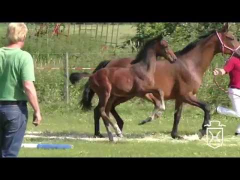 ODRZ007 Hengstfohlen von Kannan - Chambertin - Landgraf