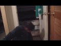 WEREWOLF OF CARLE PLACE TRAILER 2