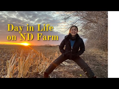 Cold Day on ND farm bringing home cows.