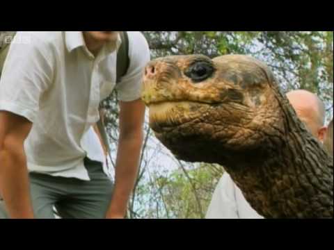 Lonsome George Last Galapagos Standing (male)
