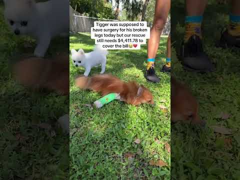 Can you help our rescue dogs⁉️🥺Link in our bio🫶 #amazon #rescuedog #chihuahua #shelter #florida