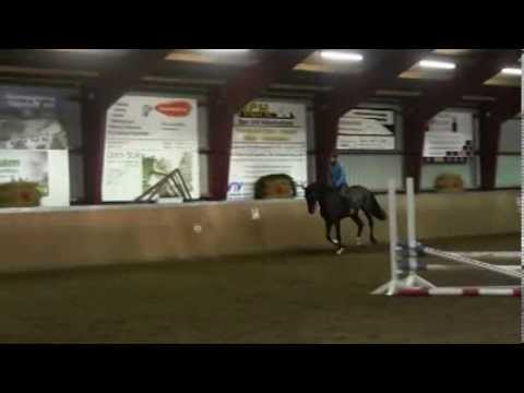 Holsteiner Connor Lorentin I