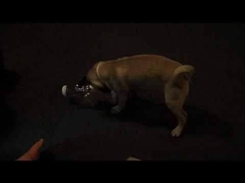 Dozer and the Juice bottle