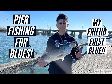 Pier Fishing For BLUEFISH! (Friends First Blue!)