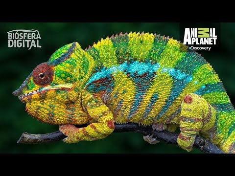 image-What kind of animal is a chameleon?