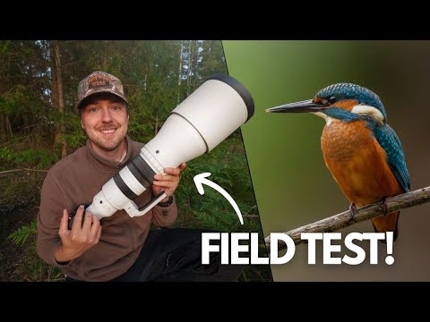 Photographing Kingfishers with the Sigma 300–600mm F4