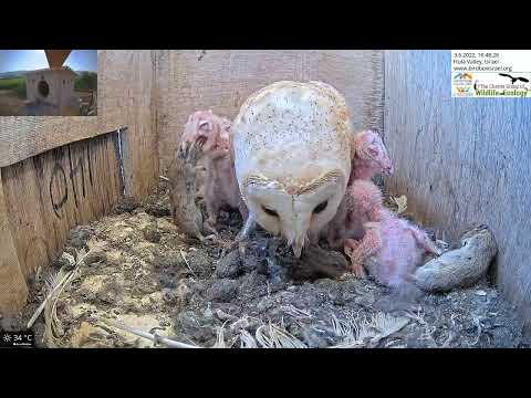 Wow !!! Tiny Barn Owl Nestling Swallows Whole a Large Rodent (Vole) Whole.