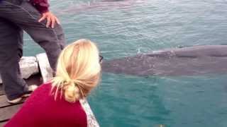 preview picture of video 'Whales at the Wharf Tathra'