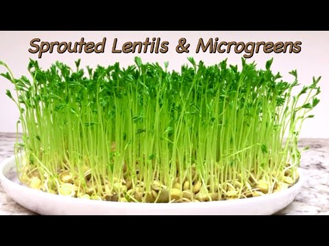 How to Grow Lentil Sprouts & Lentil Microgreens at Home