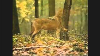 Loke  - Vargalicka (video)