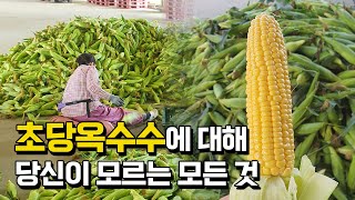 20년 경력 초당옥수수 농장주에게 물었다! 