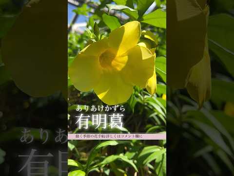 キョウチクトウの葉が黄色くなるのはなぜですか?問題を解決するために問題を診断するにはどうすればよいでしょうか?  庭園