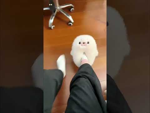 كوارث شبشب القطط اليومية 👟📦