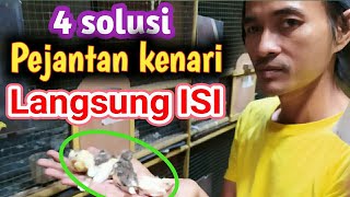 Download lagu Must know!!! How to care for male canaries without filling [during mating] mp3
