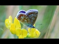 Kevin Kendle - Butterfly meadow