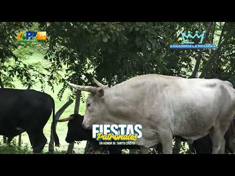 El Difícil Magdalena 2025 | Ganadería La Pradera.