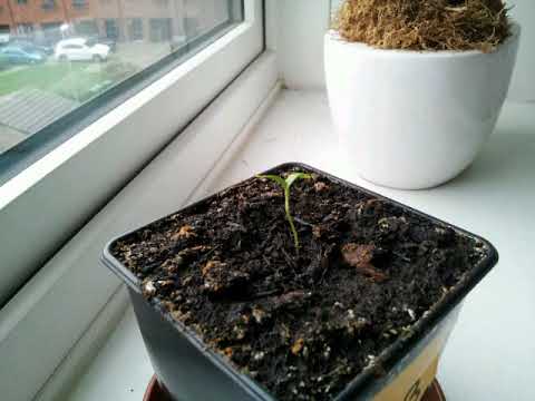 Jalapeño Plant Timelapse - 20/12/17 (Video 4)