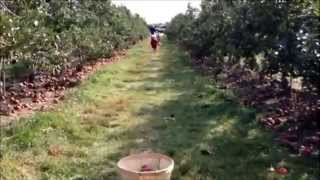 Edwards Apple Orchard near Rockford IL