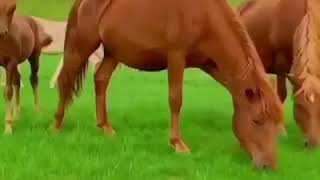 Download lagu surah mulk by islam sobhi mp3