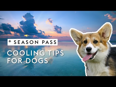 Cooling Tips For Dogs | Dr. Kirsten's Season Pass