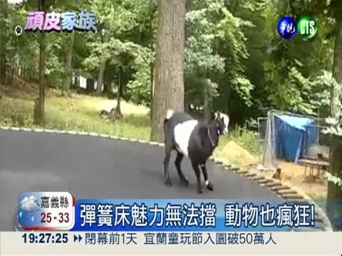 彈簧床魅力無法擋 動物也瘋狂!