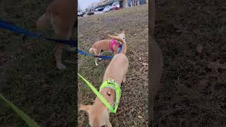 Video preview image #1 Chiweenie Puppy For Sale in San Antonio, TX, USA