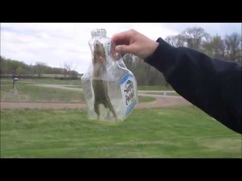 The Squirrelinator - How well does it work?