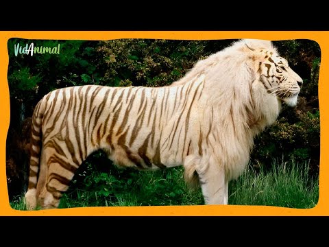 THE 9 MOST INCREDIBLE HYBRID ANIMALS IN THE WORLD.