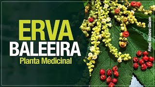 Miniatura do vídeo