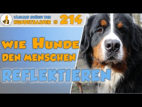 Wie Hunde den Menschen Spiegeln- Was machen Angst, Wut +Frust des Menschen mit dem Hund?TGH 214