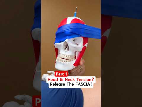 Part 1 of 2 — Got Head & Neck Tension? Watch this to find out how to release Fascia! #fascia #tmj