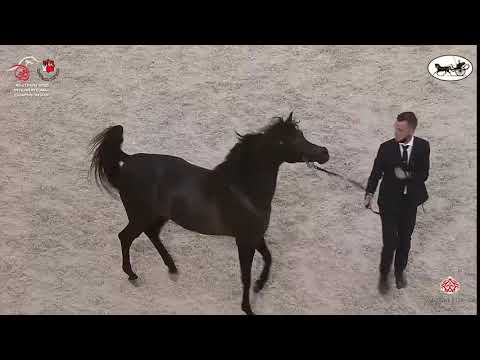 N 227 FARID AL HAWAJER   Abu Dhabi International Arabian Horse Championship 2021   Colts 3 Years Old