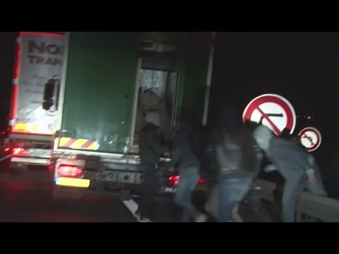 Calais migrants hide in lorry with polar bear