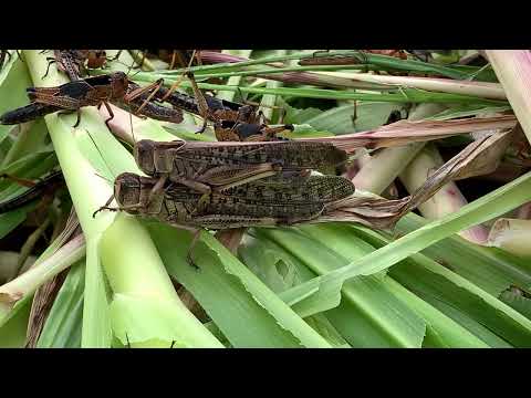 How to Prepare New life Grasshopper techniques