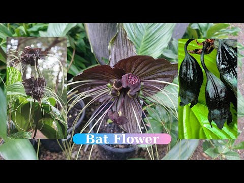 , title : 'Chinese black Bat flower | A rare type of flower that takes its appearance from bat. Features. Tacca'