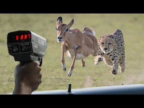 image-How do you measure the speed of an animal?